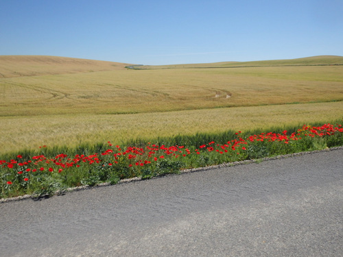 Wheat fields and roadside Poppies.